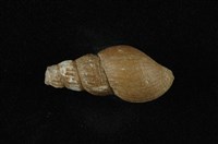 藏品(網蜷)的圖片